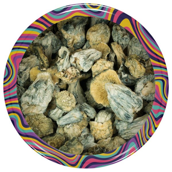 Buy Flippers Mushrooms Online Green Society