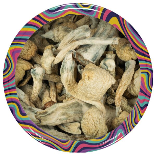 Buy Albino A+ Mushrooms Online Canada Green Society