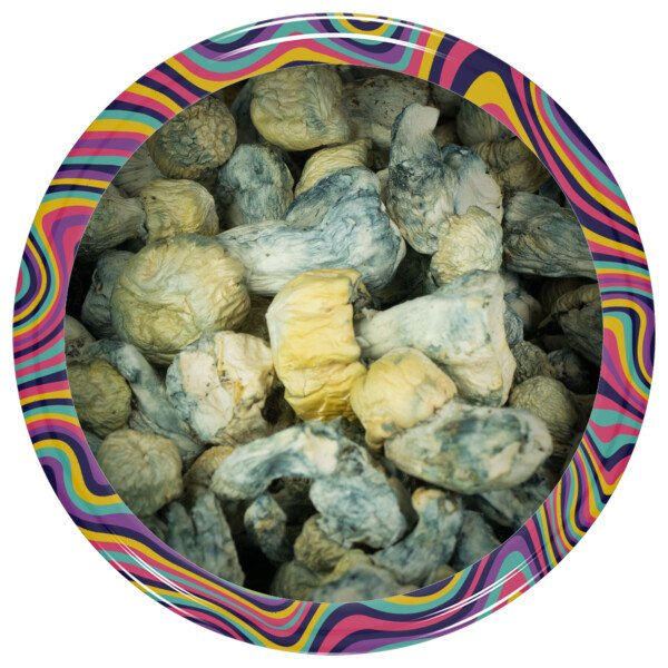 Buy Blue Ghost Mushrooms Online Green Society